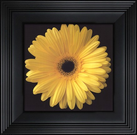 Framed Gerbera Daisy Yellow Print