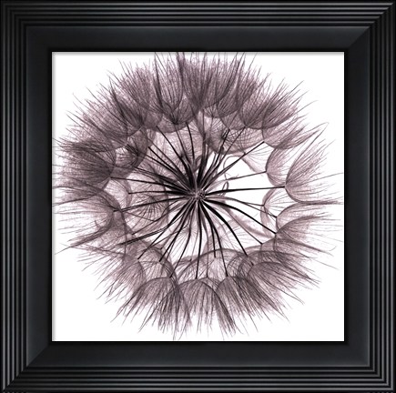 Framed Goat's Beard IV Print