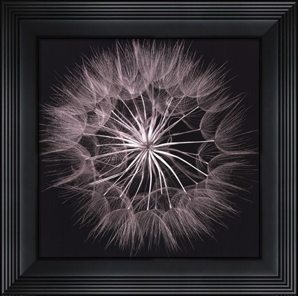 Framed Goat's Beard V Print
