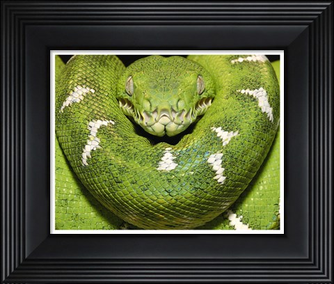 Framed Green Boa Snake Print