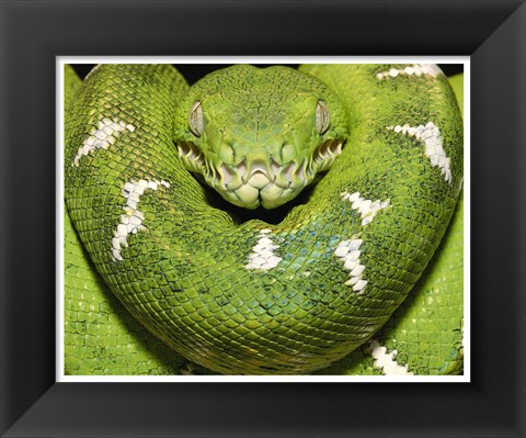 Framed Green Boa Snake Print