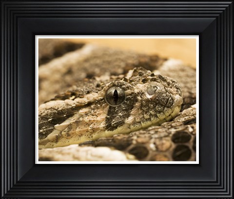 Framed Bitis Arietans Snake Eye Print