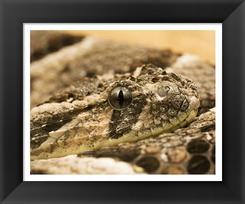 Framed Bitis Arietans Snake Eye Print