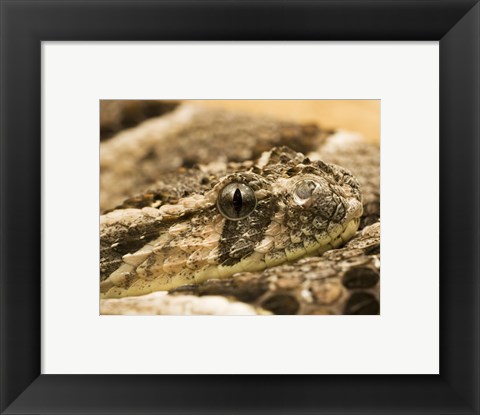 Framed Bitis Arietans Snake Eye Print