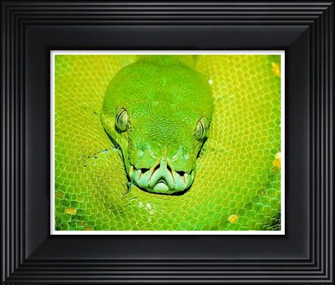 Framed Emerald Tree Boa Snake Head Print