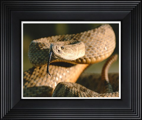 Framed Rattle Snake Print