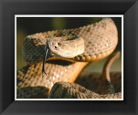 Framed Rattle Snake Print