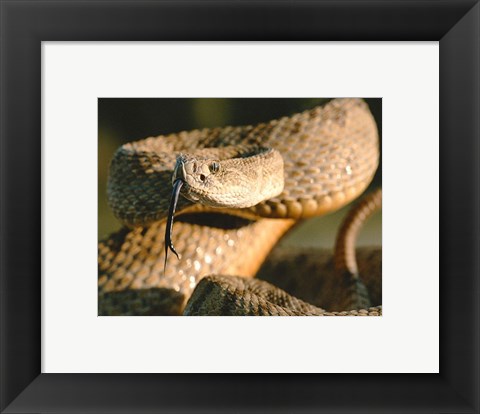 Framed Rattle Snake Print