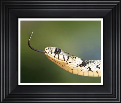Framed European Grass Snake Closeup of Face Print