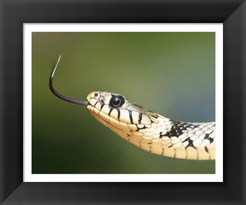 Framed European Grass Snake Closeup of Face Print