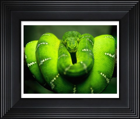 Framed Green Emerald Tree Python Snake Print