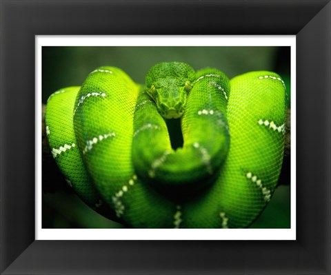 Framed Green Emerald Tree Python Snake Print