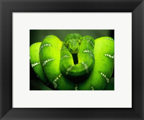 Framed Green Emerald Tree Python Snake Print