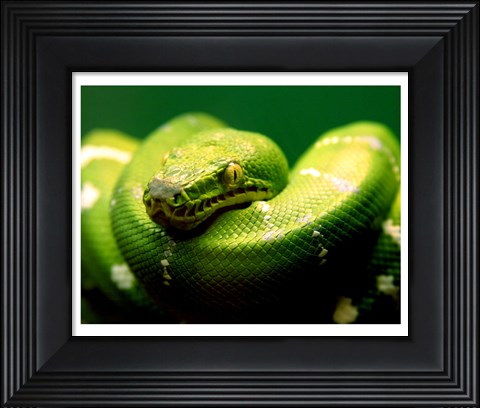 Framed Light Green Emerald Tree Boa Snake Print