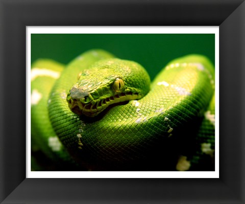 Framed Light Green Emerald Tree Boa Snake Print