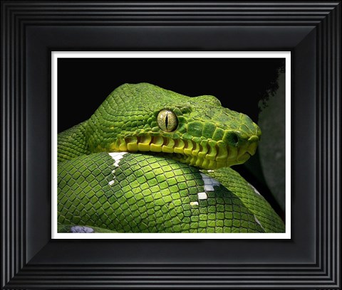 Framed Emerald Tree Boa Snake Head Print