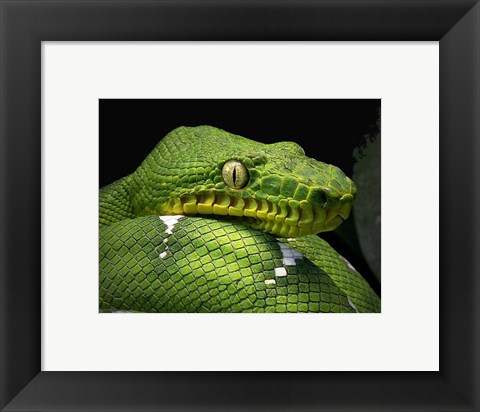 Framed Emerald Tree Boa Snake Head Print