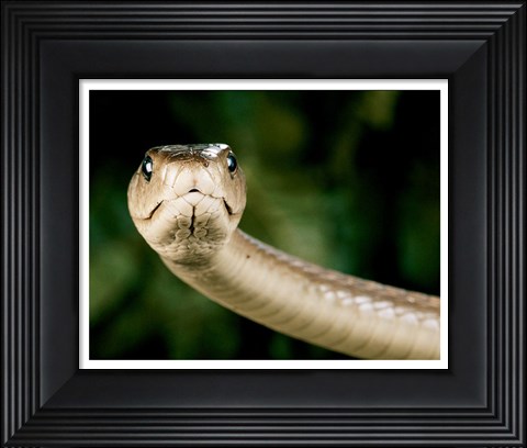 Framed Black Mamba Snake Print