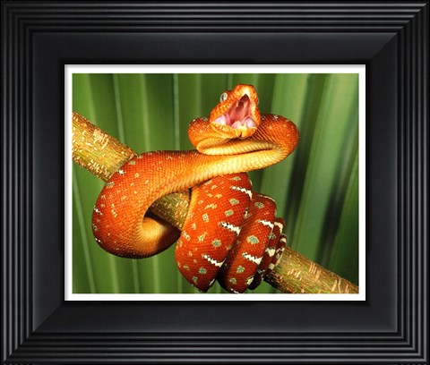 Framed Orange Red Snake on Tree Print