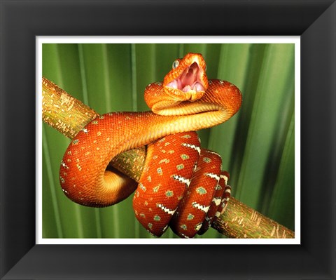 Framed Orange Red Snake on Tree Print