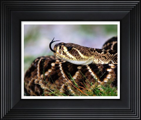 Framed Snake Tongue Print