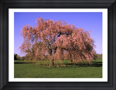 Framed Blossoms on a tree in a field Print