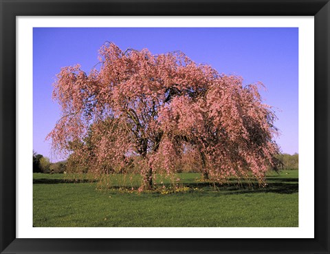 Framed Blossoms on a tree in a field Print