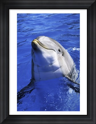 Framed Dolphin - head out of the water Print