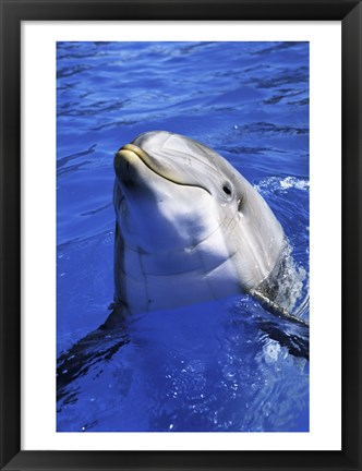 Framed Dolphin - head out of the water Print