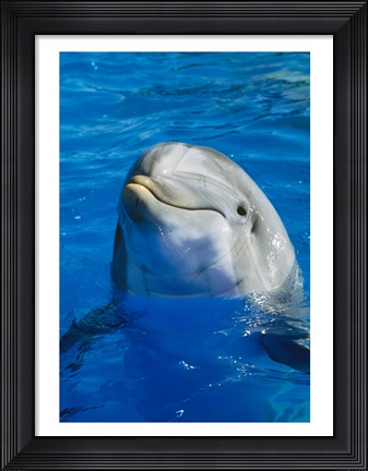 Framed Dolphin - in the water Print