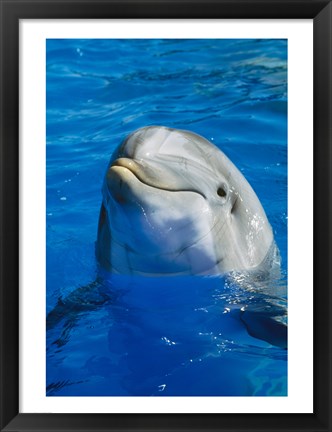 Framed Dolphin - in the water Print