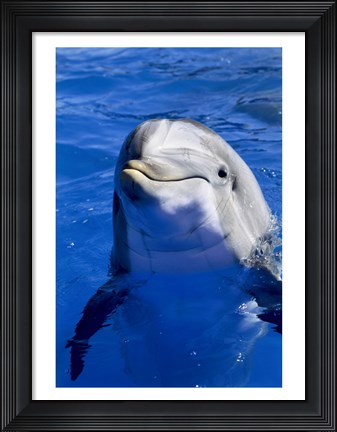 Framed Dolphins Sea World San Diego, California USA Print