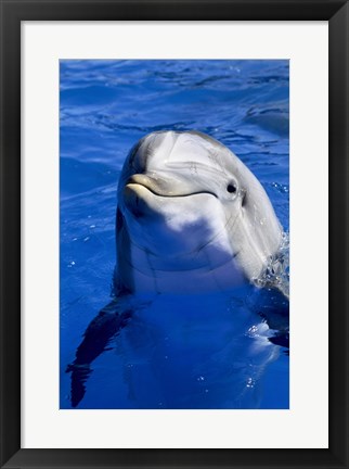 Framed Dolphins Sea World San Diego, California USA Print