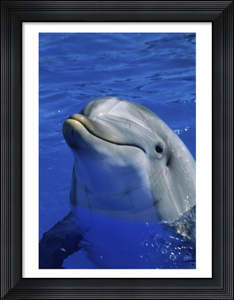 Framed Dolphins Sea World San Diego, California USA Print