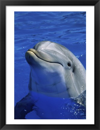Framed Dolphins Sea World San Diego, California USA Print