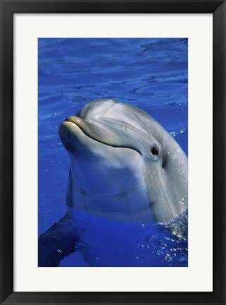 Framed Dolphins Sea World San Diego, California USA Print