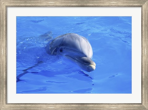Framed Dolphins Sea World San Diego, California, USA Print