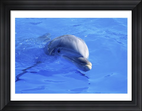 Framed Dolphins Sea World San Diego, California, USA Print