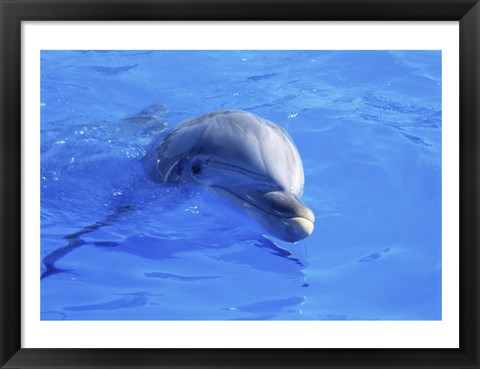 Framed Dolphins Sea World San Diego, California, USA Print