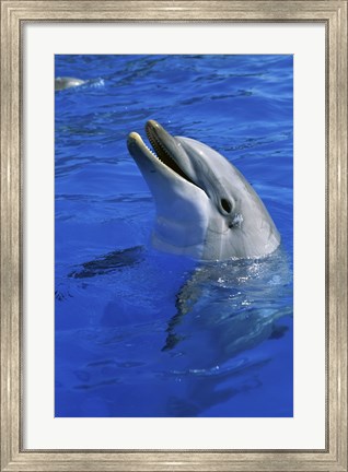 Framed Dolphin Sea World San Diego California USA Print