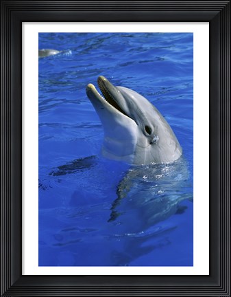 Framed Dolphin Sea World San Diego California USA Print