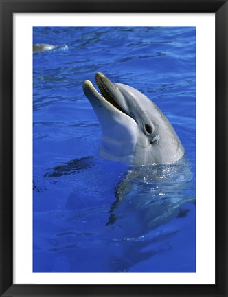 Framed Dolphin Sea World San Diego California USA Print