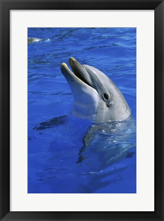 Framed Dolphin Sea World San Diego California USA Print