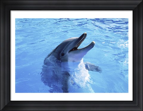 Framed Dolphin Sea World, San Diego, California Print