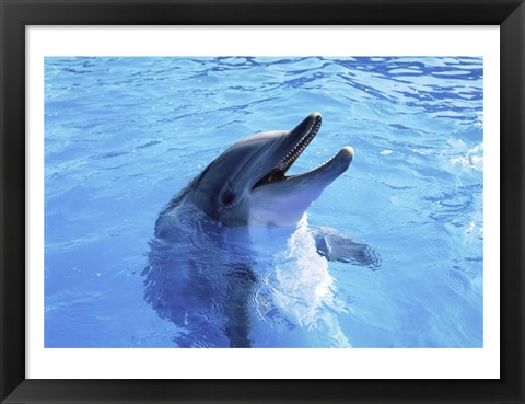 Framed Dolphin Sea World, San Diego, California Print