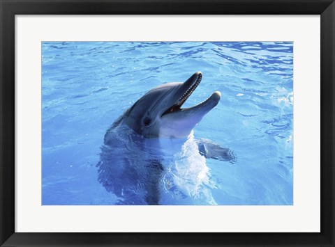 Framed Dolphin Sea World, San Diego, California Print