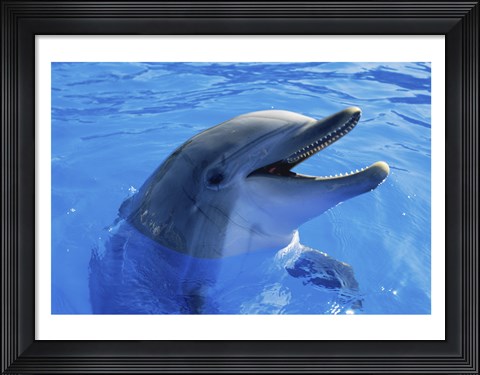Framed Dolphin Sea World San Diego California USA Print