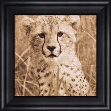 Framed Young Cheetah Print
