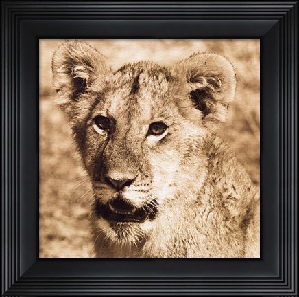 Framed Young Lion Print