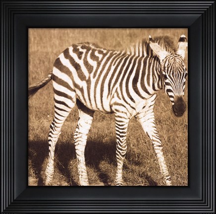 Framed Young Zebra Print
